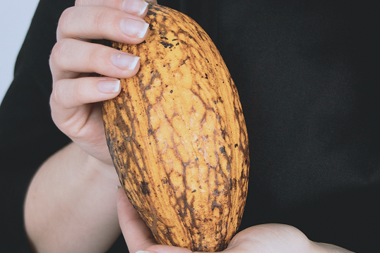 Woman holding cocoa fruit